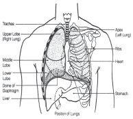 CHAPTER 10 Diseases Of The Respiratory System (J00-J99) 154 Chapter Notes Respiratory condition described as occurring in more than one site that is not specifically indexed, classify to the lower