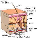 CHAPTER 12 Diseases of the Skin and Subcutaneous Tissue (L00-L99) 169 Pressure Ulcer Stage Codes Combination codes that identify site and stage Severity designated by stages 1-4, unstageable and