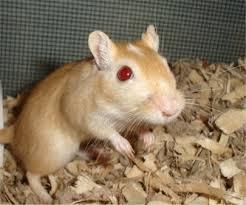 Mongolian gerbils: Seizure can be provoked by Placing animal in new