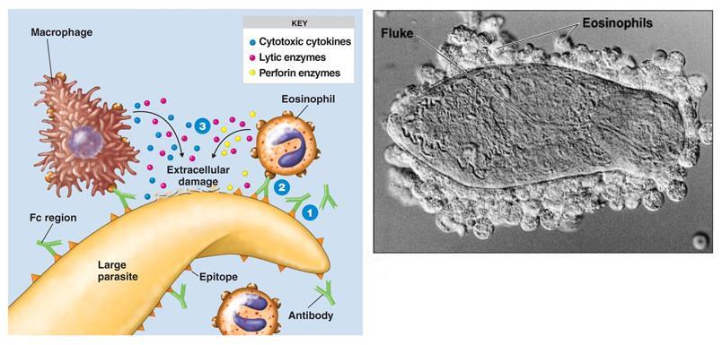 Ab-dependent cell-mediated cytotoxicity (ADCC) Ab-bound target cell lysed by natural killer (NK) cells & eosinophils large parasites are