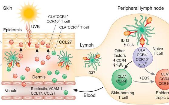lymphocyte clonally expands activated T cells bloodstream B cell Ab bloodstream