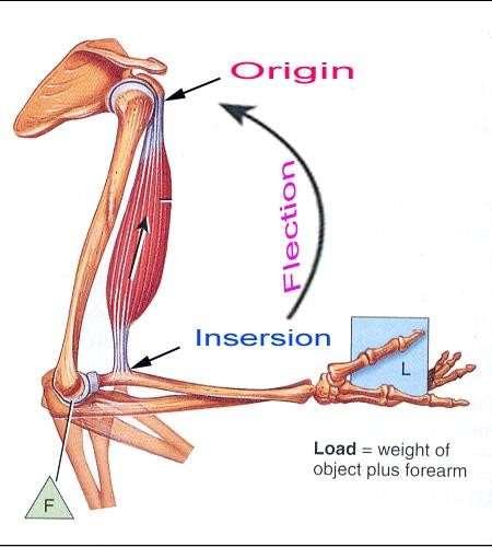 Muscle Action Each muscle has: Origin Beginning. Insertion End. Body (belly).