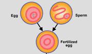 When the gametes combine during FERTILIZATION, the offspring will have the two factors controlling each specific trait.
