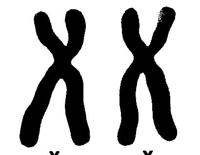The picture below is a pair of homologous human autosomes. This person s genotype is HOMOZYGOUS DOMINANT.