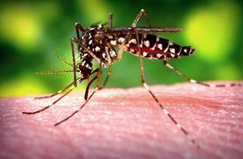The mosquitoes may carry: Dengue