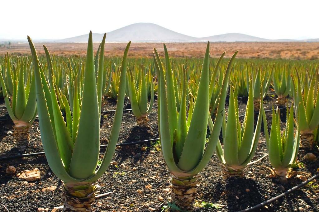 About Us Aloe Queen Inc.