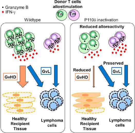 CD45RA-depleted lymphocytes can prevent GVHD without losing GVL effects T naïve! GVHD T memory!