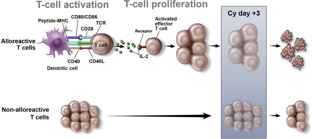 Post-Transplant Cyclophosphamide (PTCy) T-cell activation T-cell