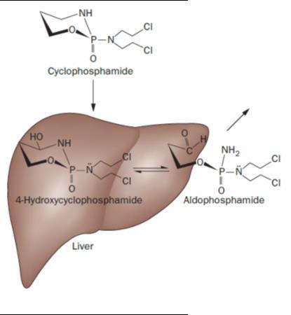 Selective effect of cyclophosphamide High ALDH Lymphocytes
