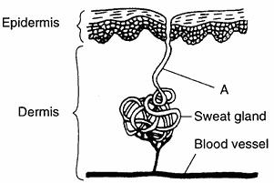 10.The diagram below represents a process that occurs in human systems. This process is known as A) circulation B) excretion C) digestion D) respiration 11.