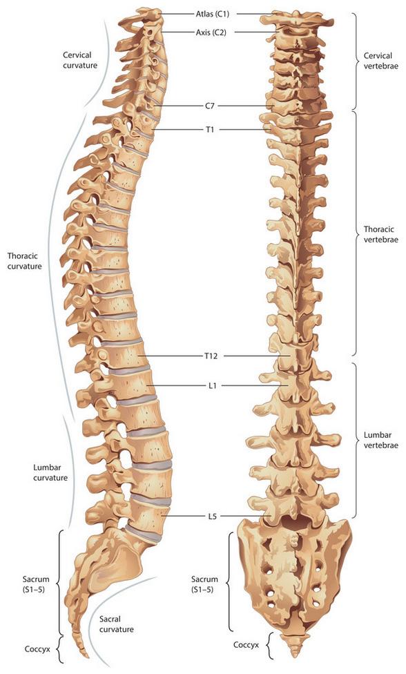 Anatomical Description! The spine is composed of 33 bones, stacked one on top of the other, to form the spinal column.