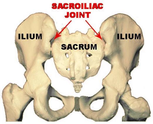 The full length of the spine is categorized into 5 regions called the cervical (C1 - C7), thoracic (T1-T12), lumbar (L1 - L5), sacral (S1 -S5 fused)