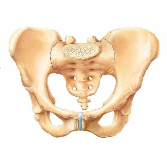 ! The pelvis is composed of of 2 hip bones, each made of 3 separate bones that fuse together during adolescence, the ilium, pubis and ischium.
