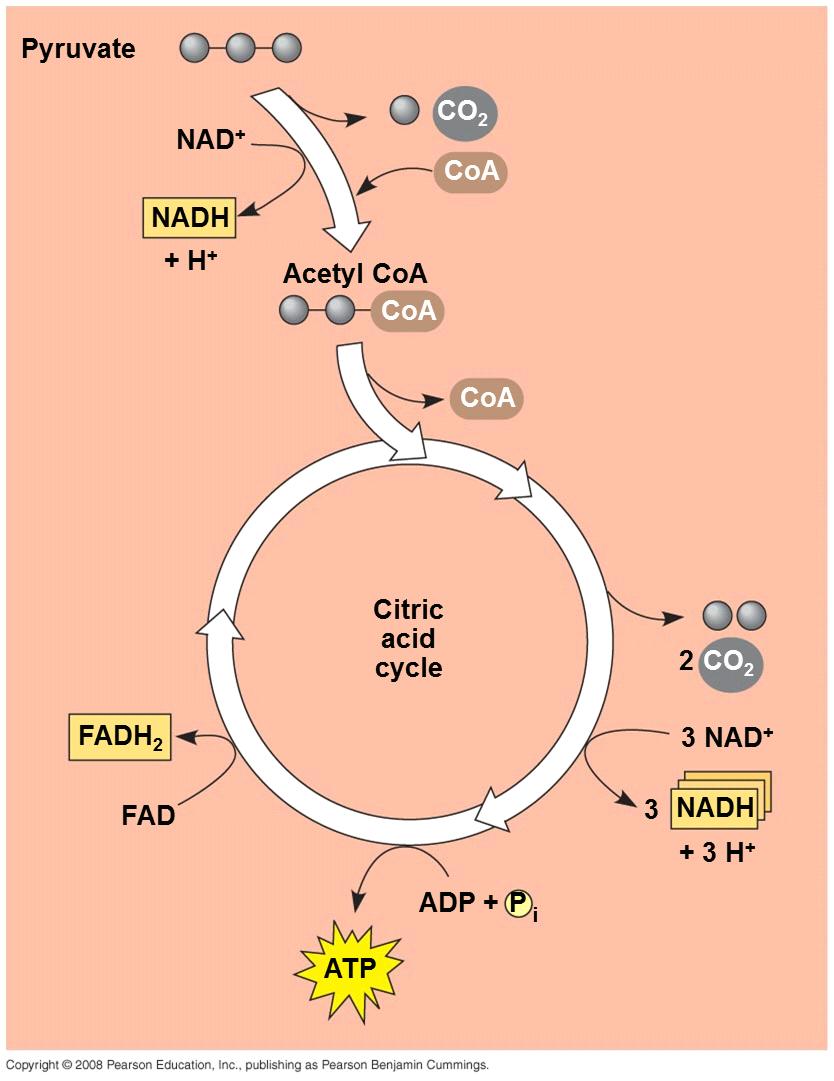 v The Citric Acid Cycle The citric acid cycle, also called the Krebs cycle, and Tri-carboxyl cycletakes place within the mitochondrial matrix.
