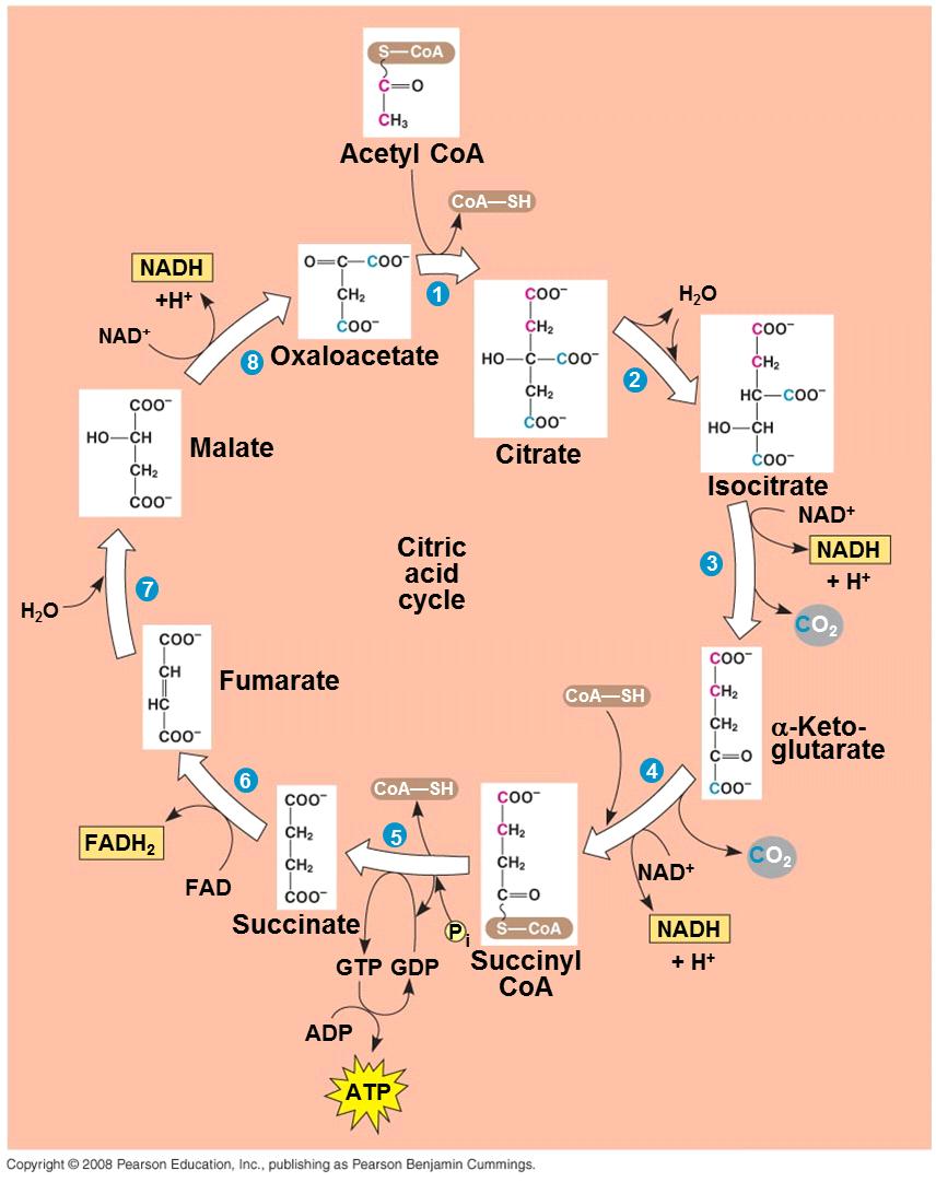 Figure 9.12 A closer look at the citric acid cycle Explanation of figure 9.12 Steps: 1- Acetyl CoA adds its two carbon acetyl group to oxalocetate producing citrate.