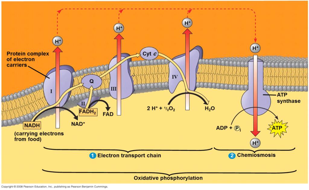 Figure 9.15 chemiosmosis couples the electron transport chainto ATP synthesis. Explanation of figure 9.