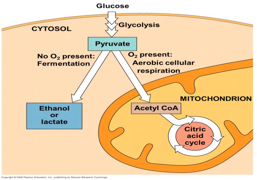 aerobic respiration yields up to 16 times as much ATP per glucose molecule as dose fermentation---up to 32 molecules of ATP for respiration,compared with 2 molecules of ATP for fermentation.