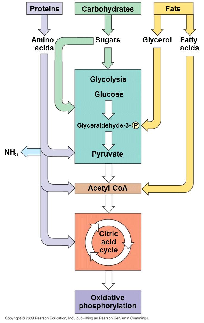 v The Versatility of Catabolism Catabolic pathways funnel electrons from many kinds of organic molecules into cellular respiration Glycolysis accepts a wide range of carbohydrates The digestion of