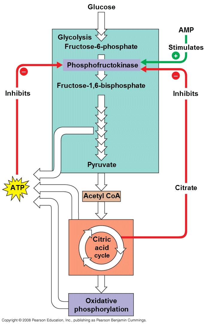 Explanation of figure 9.20 Allosteric enzymes at certain points in the respiratory pathway respond to inhibitors and activators that help set the pace of Glycolysis and the citric acid cycle.