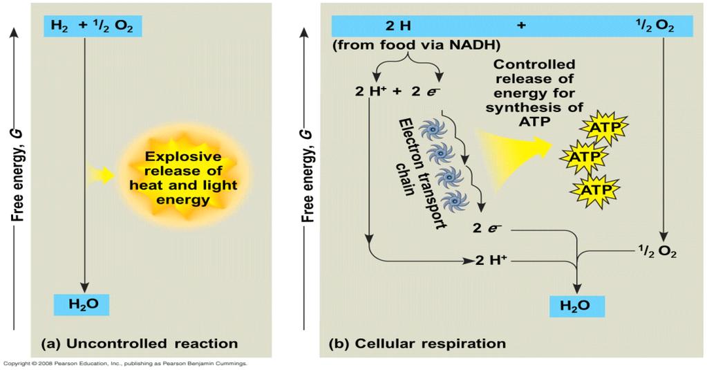 Note: Another example of 2 electrons and proton transfer to NAD+ with the help of dehydrogenase enzyme: Electron lose very little of their potential energy when they are transferred from glucose to
