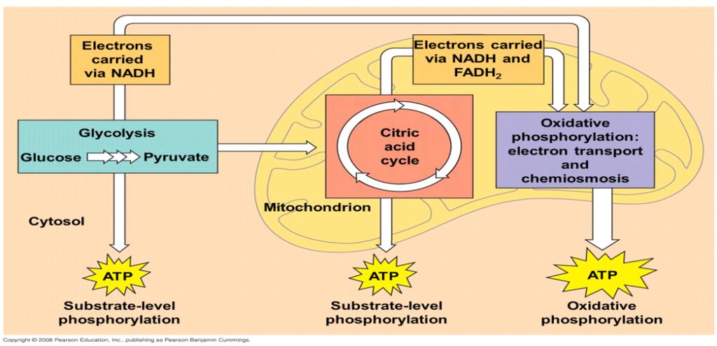 2-The citric acid cycle (completes the breakdown of glucose) 3-Oxidative phosphorylation (accounts for most of the ATP synthesis) Figure 9.