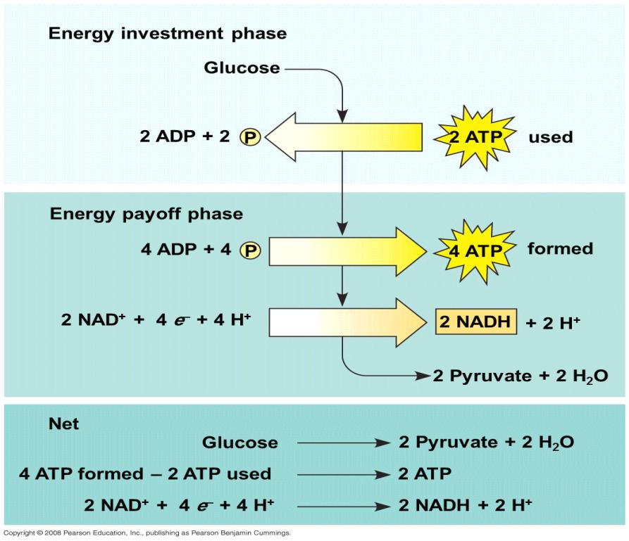 Explanation of figure 9.7 ATP formation, some ATP is made by direct transfer of phosphate group from an organic substrate to ADP by an enzyme.