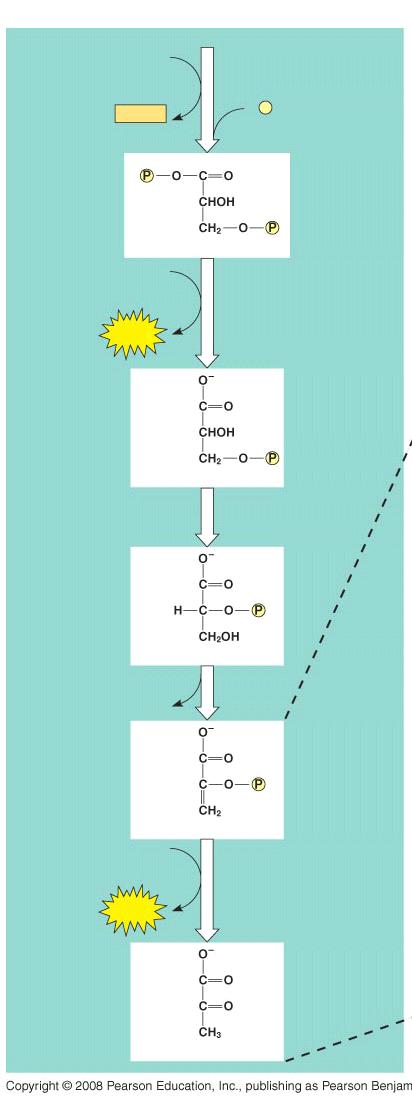 b) Energy Payoff phase The energy payoff phase occurs after glucose is split into two( three-carbon sugars ). thus, the number (2) precedes all molecules in this phase.