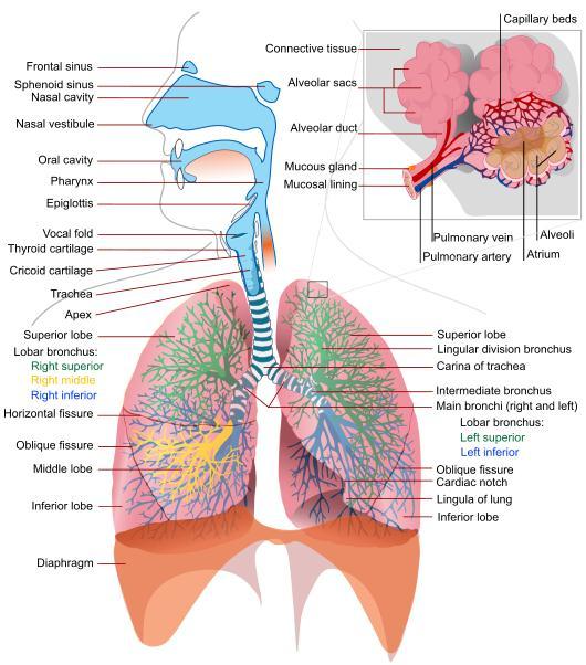Air travels through the structures of the respiratory system to the small air sacs called alveoli where the gases O 2 and CO 2 can be exchanged with the blood (external respiration).