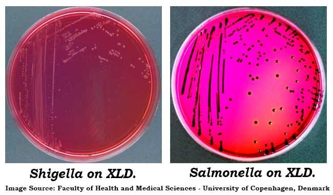 2. Xylose Lysine Deoxycholate (XLD) Agar XLD Agar is a selective differential medium for the isolation of Gramnegative enteric pathogens from fecal specimens and other clinical material.
