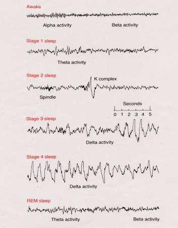 Stage 3 sleep deepens;; theta and delta waves appear; vital signs decline; dreaming is common