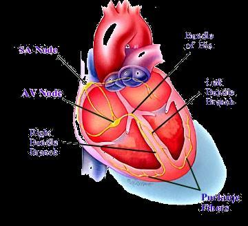 Electrophysiology of the Heart Four chambers Electrical signal propagates through