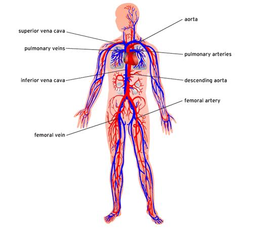 IES LAS MARINAS SECCIÓN BILINGÜE 2 Circulatory System The circulatory system consists of the heart and blood vessels. The heart acts as a pump to keep blood moving throughout the body.