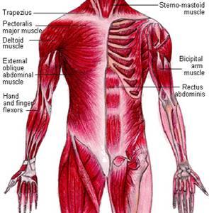 THE HUMAN MUSCULAR SYSTEM The Benefits of Exercise Everyone can benefit from regular exercise.