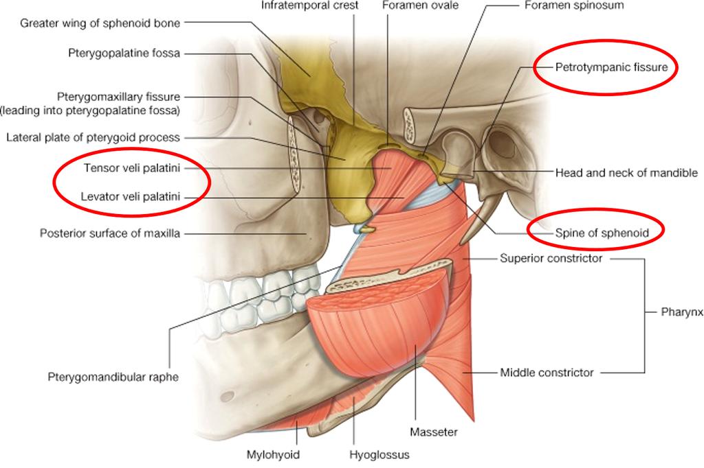 Infratemporal fossa: This is a space lying beneath the base of the skull between the lateral wall of the pharynx and the ramus of the mandible.