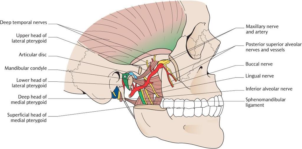 of the sphenoid is bounded laterally by the infratemporal crest, where the bone takes an almost right-angled turn upwards to become part of the side of the skull, deep to the zygomatic arch and part
