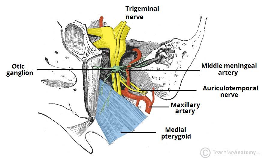 2-The deeper is the anterior tympanic artery which passes through the petrotympanic fissure to the middle ear to join the circular anastomosis around the tympanic membrane.
