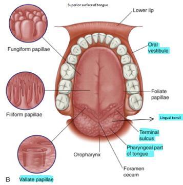anterir wall f rpharyngeal divisin between the tw is called sulcus terminalis sulcus