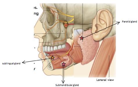 salivary glands prduce and secrete salvia int ral cavity t lubricate and misten and begin fd digestin (amylase) 3 main glands: partid-lcated utside ral cavity bundaries, lying under skin anterir