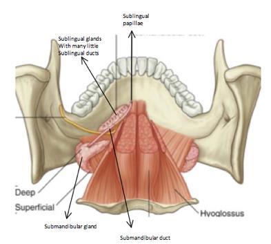 Palatine arches/rpharyngeal isthmus bundaries f rpharyngeal isthmus include sft palate and uvula superirly, sulcus terminalis f
