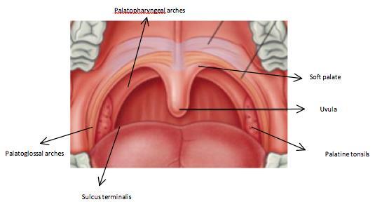 muscle, cnnect sft palate t tngue psterir and medial t palatglssal arches lie palatpharyngeal arches which are extensins f mucsa