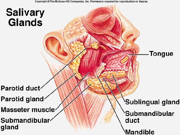 Pharynx Muscul-fascial tube anterir t vertebral clumn, psterir t nasal and ral cavities and larynx Cnducts air fd and drink between head and neck Extends frm base f skull t CV6 frm chane t larynx and