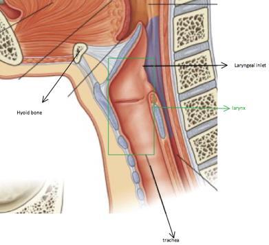 Larynx guardian f airways and allws us t talk prtected by panels f cartilage, lined with mucus membrane and receptrs that cause a