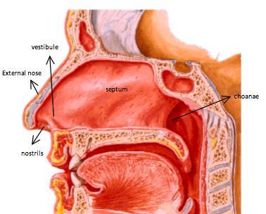 Mdule 3 Anatmy f Nse, Sinuses, Muth, Pharynx and Larynx Overview f Head and Neck cmpartment f head includes 1 cranial cavity, 2 rbits (eyes), 2 ears, 2