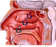undulated lateral wall features 3 mucus membrane cvered bny shelves called cnchae.