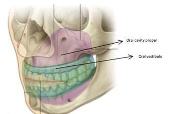 ral cavity is psitined inferir t nasal cavity, it is inlet fr fd, drink, air