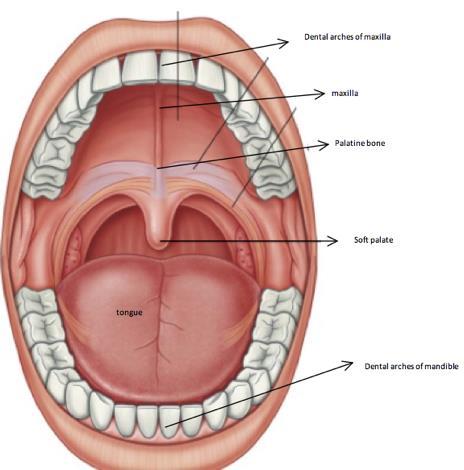 lateral walls are frmed by the mucsa inside cheeks and the teeth and gums f the dental arch
