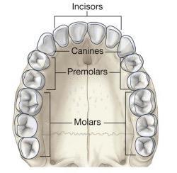 (gums) which is a specialised cntinuatin f ral mucsa surrunding the teeth and prtecting the