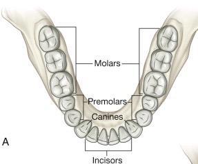 teeth are attached via their rt int sckets in the dental arches called alveli in ttal there