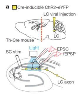 Optogenetic Activation of Locus Coeruleus Axons Enhances LTP Summary: LTP is an associative form of synaptic