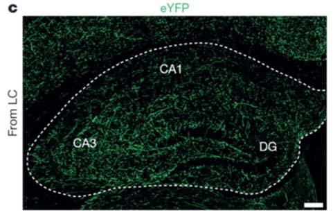 Mimicking physiological patterns of presynaptic firing provides some of the most powerful protocols for